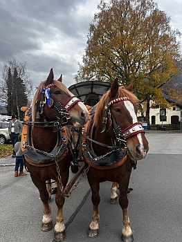 VTV 'Die Werdenferlser' - Leonhardifahrt 2025